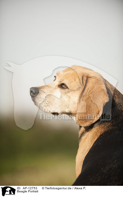 Beagle Portrait / Beagle Portrait / AP-12753