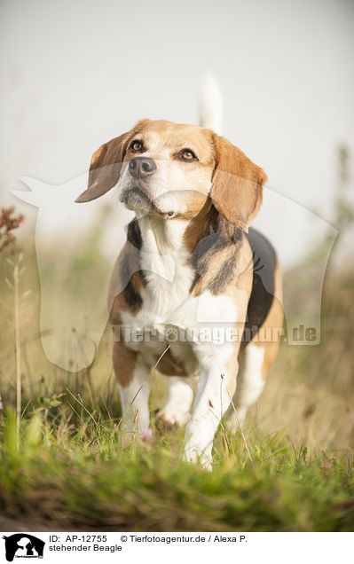 stehender Beagle / standing Beagle / AP-12755