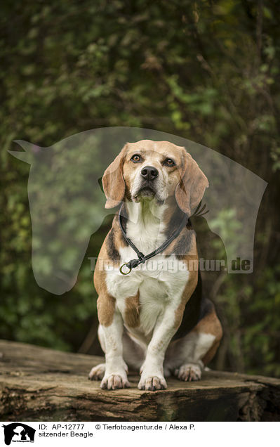 sitzender Beagle / sitting Beagle / AP-12777