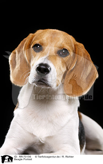 Beagle Portrait / Beagle Portrait / RR-70156