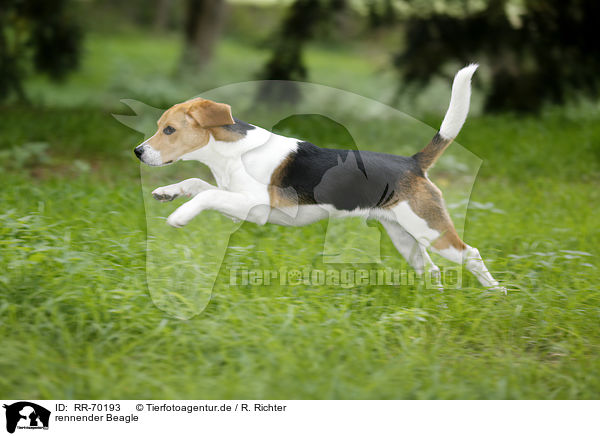 rennender Beagle / running Beagle / RR-70193