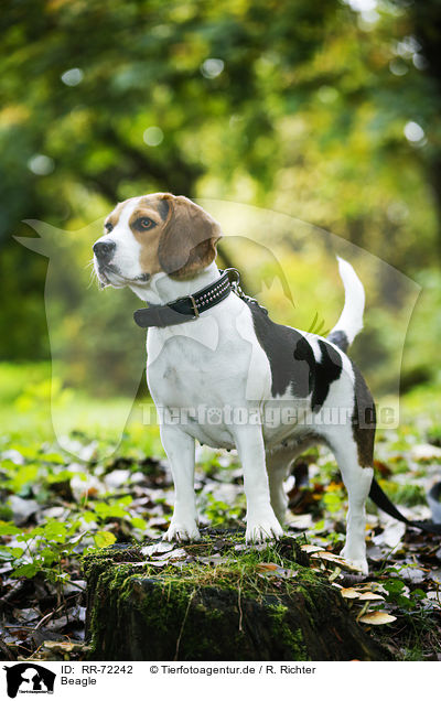 Beagle / Beagle / RR-72242