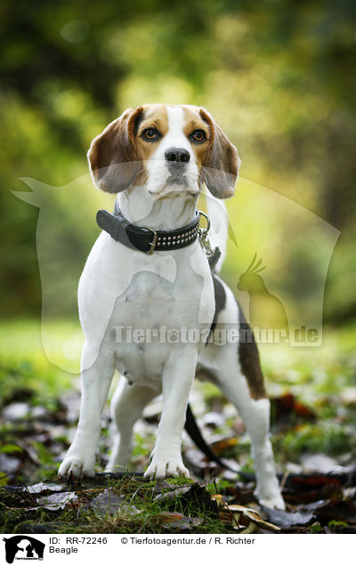 Beagle / RR-72246