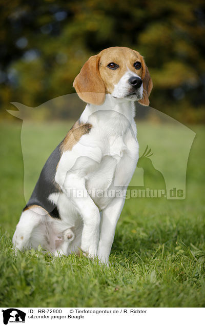 sitzender junger Beagle / sitting young Beagle / RR-72900