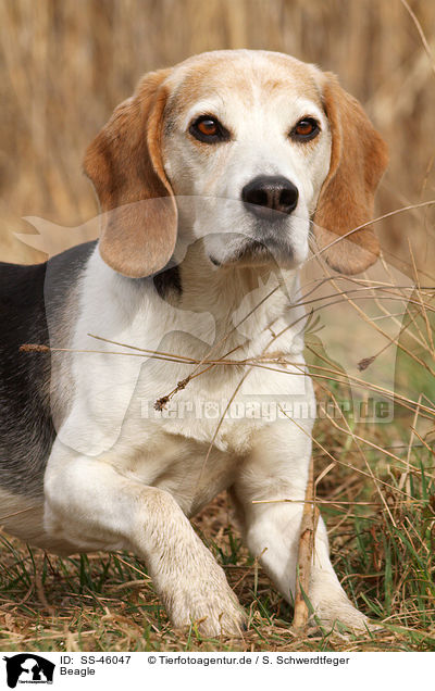 Beagle / Beagle / SS-46047