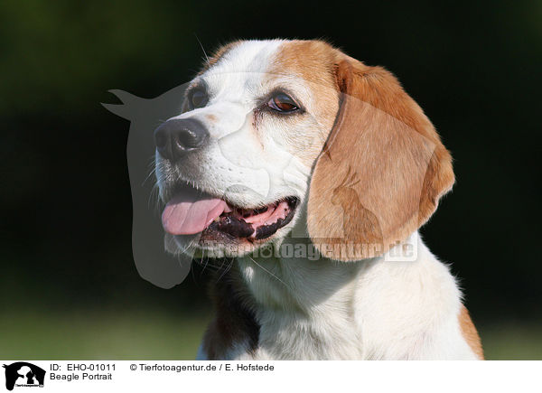 Beagle Portrait / Beagle Portrait / EHO-01011