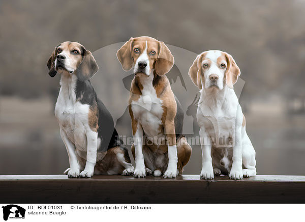 sitzende Beagle / sitting Beagles / BDI-01031