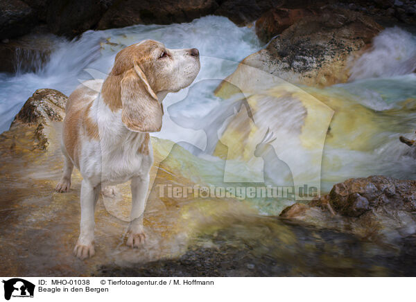 Beagle in den Bergen / Beagle in the mountains / MHO-01038