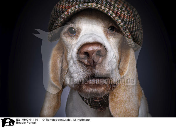 Beagle Portrait / Beagle portrait / MHO-01119