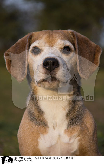 Beagle Portrait / Beagle portrait / AH-01022