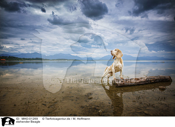 stehender Beagle / standing Beagle / MHO-01269