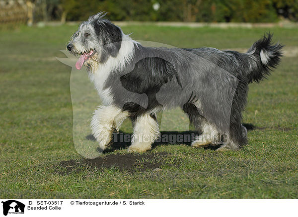 Bearded Collie / Bearded Collie / SST-03517