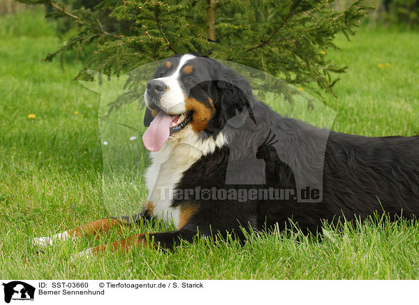 Berner Sennenhund / Bernese Mountain Dog / SST-03660