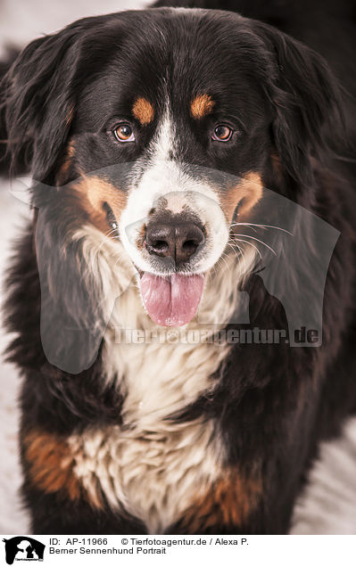 Berner Sennenhund Portrait / Bernese Mountain Dog Portrait / AP-11966