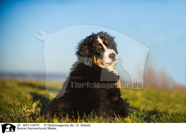 Berner Sennenhund Welpe / Bernese Mountain Dog Puppy / SST-13975