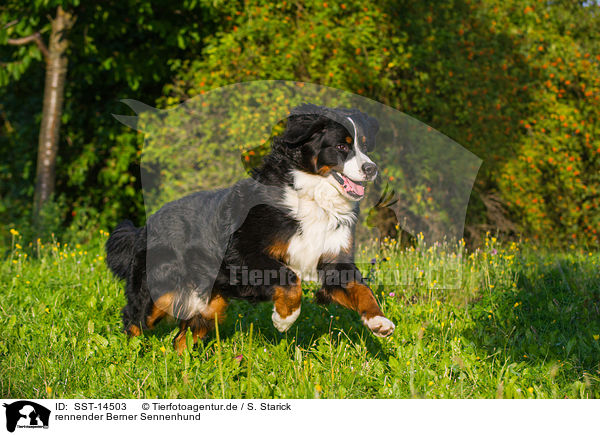 rennender Berner Sennenhund / running Bernese Mountain Dog / SST-14503