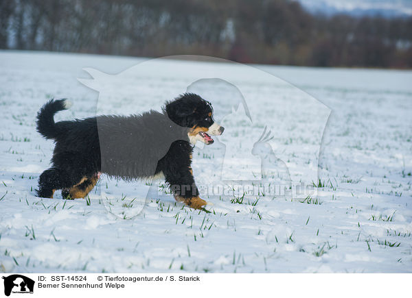 Berner Sennenhund Welpe / Bernese Mountain Dog Puppy / SST-14524