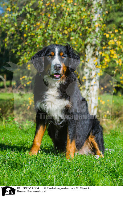 Berner Sennenhund / Bernese Mountain Dog / SST-14564