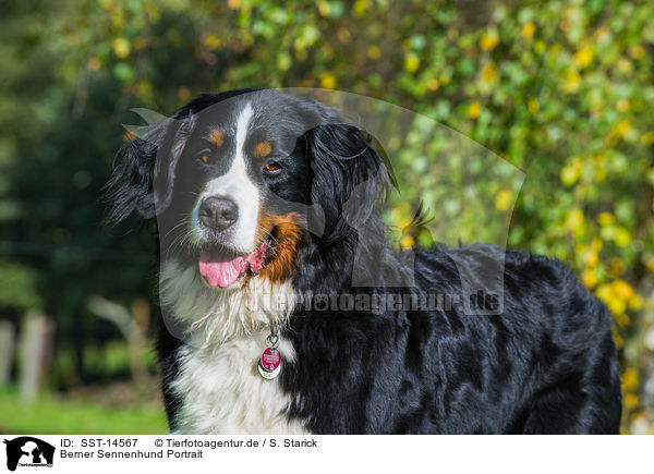 Berner Sennenhund Portrait / Bernese Mountain Dog Portrait / SST-14567
