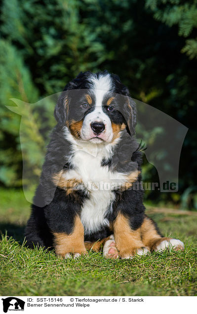 Berner Sennenhund Welpe / SST-15146