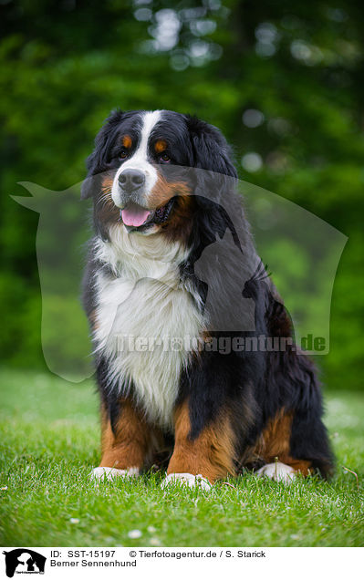 Berner Sennenhund / Bernese Mountain Dog / SST-15197