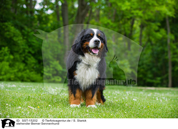 stehender Berner Sennenhund / standing Bernese Mountain Dog / SST-15202