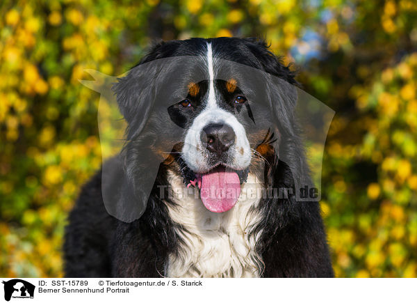 Berner Sennenhund Portrait / Bernese Mountain Dog Portrait / SST-15789
