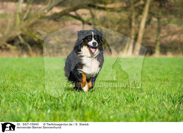 rennender Berner Sennenhund / running Bernese Mountain Dog / SST-15940