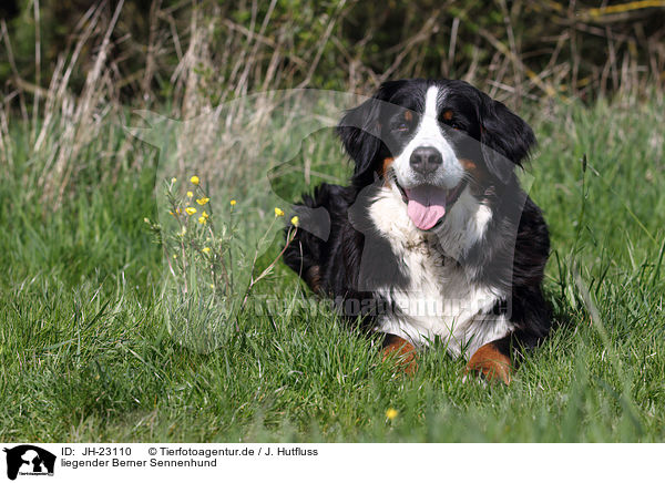 liegender Berner Sennenhund / lying Bernese Mountain Dog / JH-23110