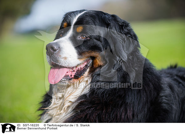 Berner Sennenhund Portrait / Bernese Mountain Dog Portrait / SST-16220
