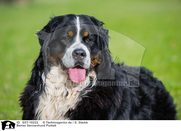 Berner Sennenhund Portrait / Bernese Mountain Dog Portrait / SST-16222