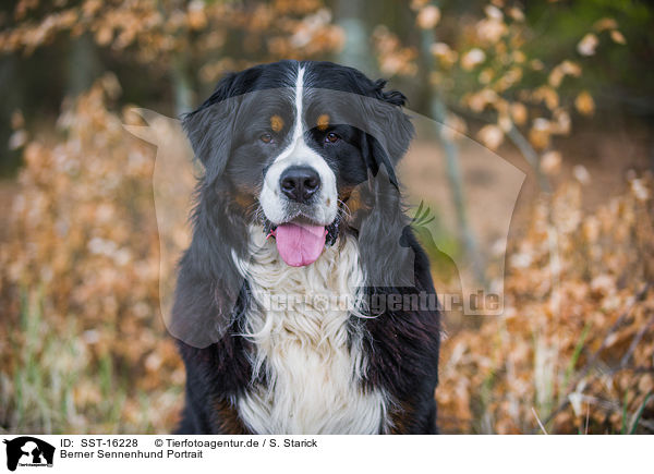 Berner Sennenhund Portrait / Bernese Mountain Dog Portrait / SST-16228