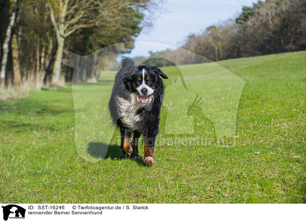 rennender Berner Sennenhund / running Bernese Mountain Dog / SST-16246
