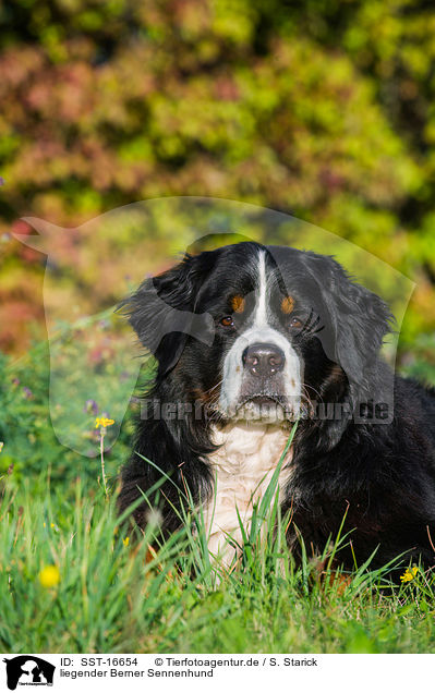 liegender Berner Sennenhund / lying Bernese Mountain Dog / SST-16654