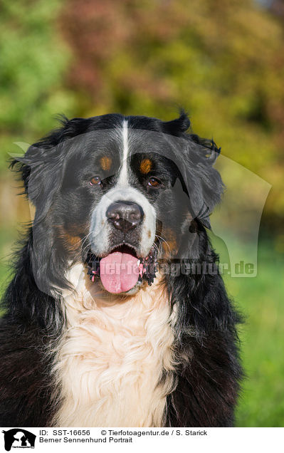 Berner Sennenhund Portrait / Bernese Mountain Dog Portrait / SST-16656