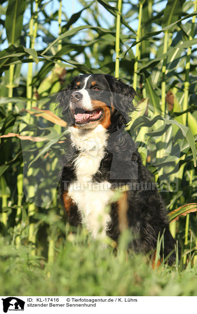 sitzender Berner Sennenhund / sitting Bernese Mountain Dog / KL-17416