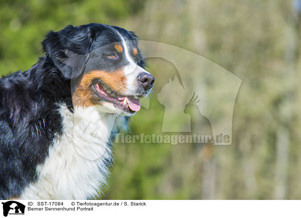 Berner Sennenhund Portrait / Bernese Mountain Dog Portrait / SST-17084