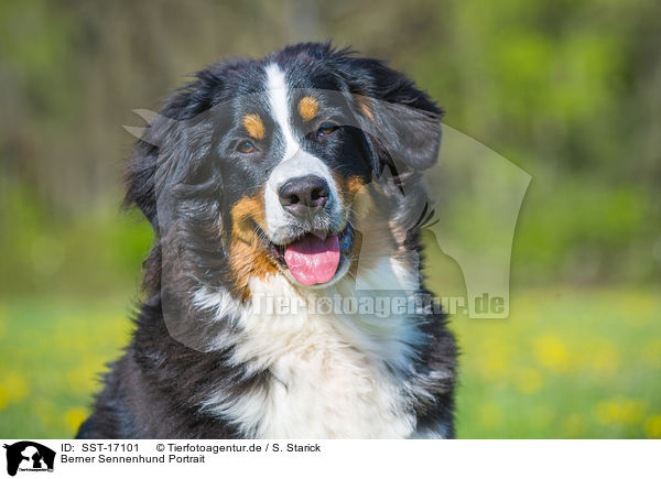 Berner Sennenhund Portrait / Bernese Mountain Dog Portrait / SST-17101