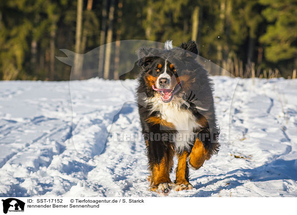 rennender Berner Sennenhund / running Bernese Mountain Dog / SST-17152