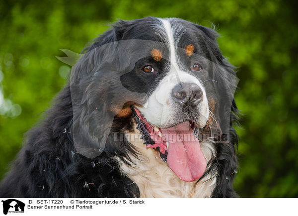 Berner Sennenhund Portrait / Bernese Mountain Dog Portrait / SST-17220