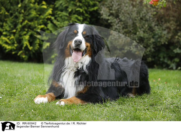 liegender Berner Sennenhund / lying Bernese Mountain Dog / RR-90942