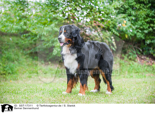 Berner Sennenhund / Bernese Mountain Dog / SST-17311