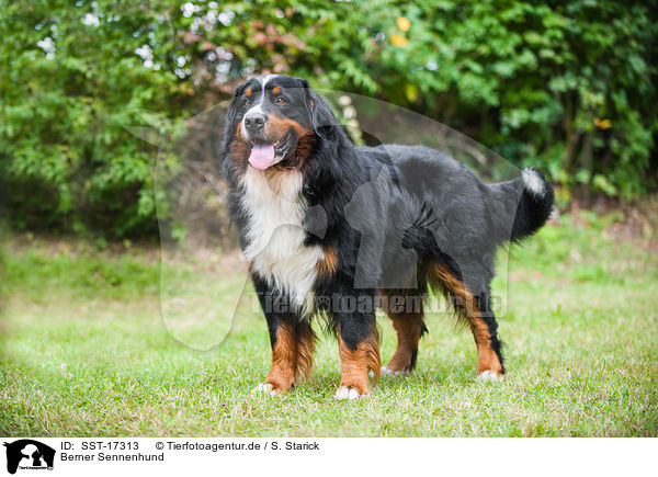 Berner Sennenhund / Bernese Mountain Dog / SST-17313