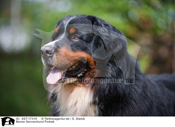 Berner Sennenhund Portrait / Bernese Mountain Dog portrait / SST-17316