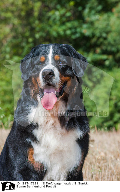 Berner Sennenhund Portrait / Bernese Mountain Dog portrait / SST-17323