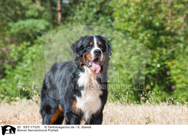 Berner Sennenhund Portrait / Bernese Mountain Dog portrait / SST-17325