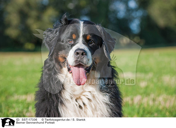 Berner Sennenhund Portrait / Bernese Mountain Dog portrait / SST-17336