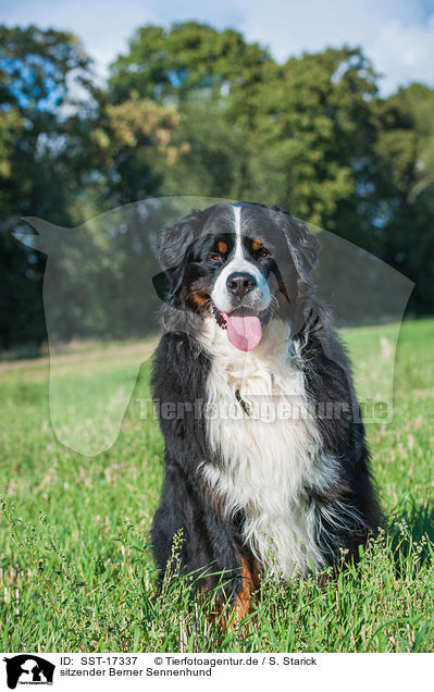 sitzender Berner Sennenhund / sitting Bernese Mountain Dog / SST-17337