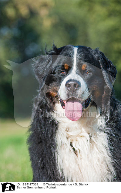 Berner Sennenhund Portrait / Bernese Mountain Dog portrait / SST-17338
