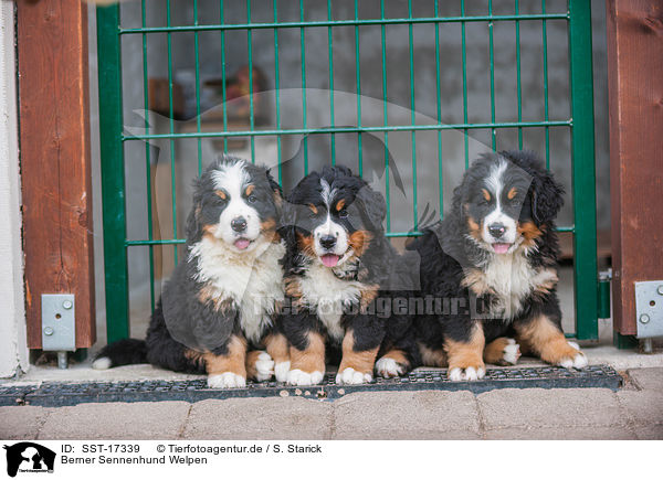 Berner Sennenhund Welpen / Bernese Mountain Dog Puppies / SST-17339